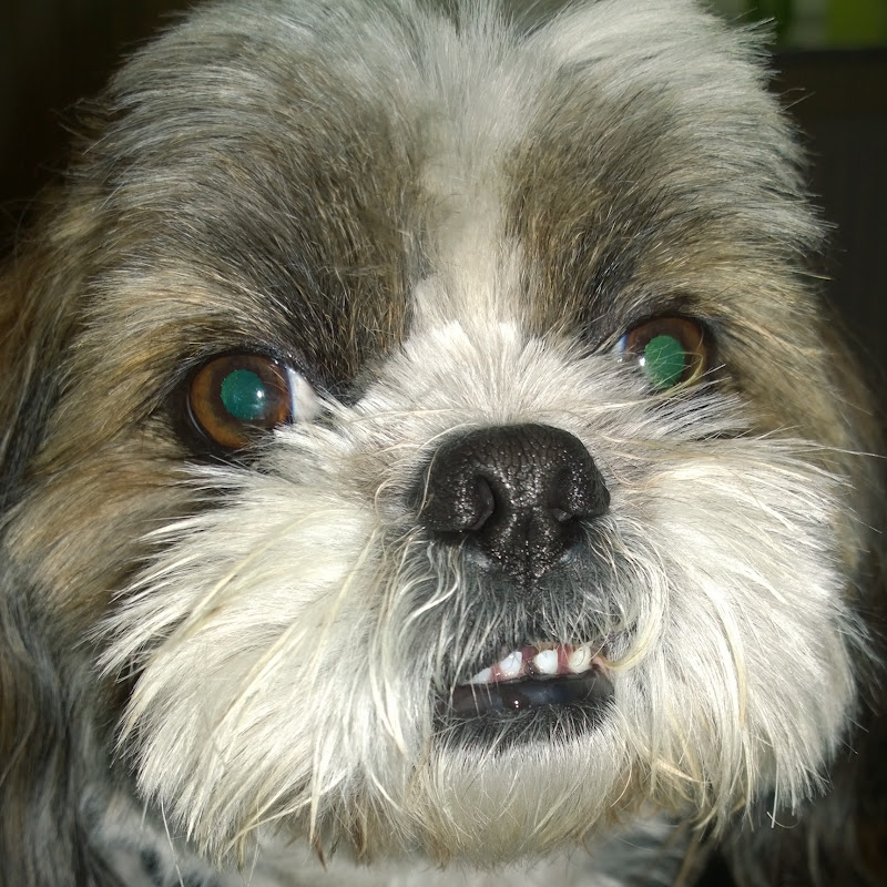 Альберт и ассистент Logo