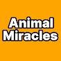 Animal Miracles logo