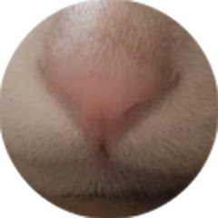 Nekooo 【Apex翻訳サブ】アイコン画像