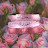 @رونقالشتاء-ط9د