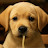 @CutePuppyJohn