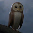 QQZUx6bItFQ-channel-avatar-OwlEye2010