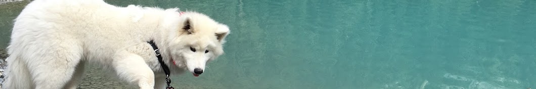 Samoyed Jazz YouTube 频道头像