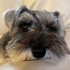 ミニシュナのコノさん　～アラフォー夫婦の犬育てダイアリー～アイコン画像