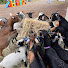 U7HxrwK9-Pk-channel-avatar-Goat Utopia 