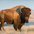 @buffalobilly6046 Avatar