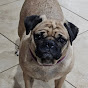 Pug lovers  logo