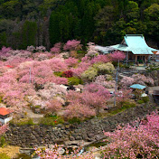 一心寺チャンネル