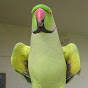 Parrot Paradise logo