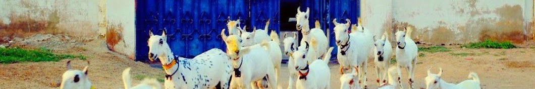 Narejo Goat Farm Avatar de canal de YouTube