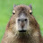 Krazy Capybara FN