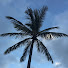 vCn1EQqs5l4-channel-avatar-Coco Palm Pictures