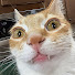 YhmtEtqByms-channel-avatar-CAT BRAIN·exe