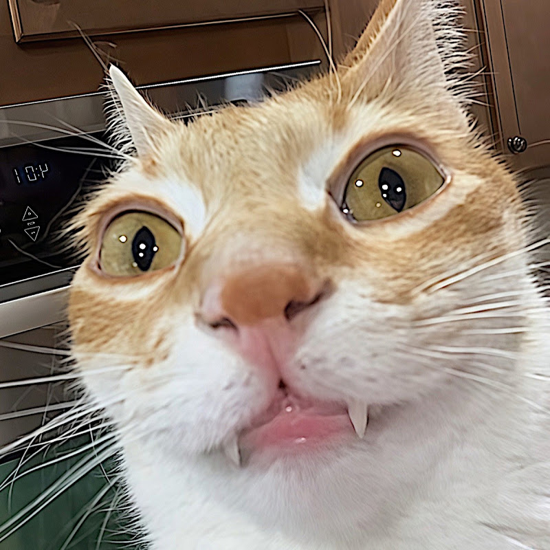 CAT BRAIN·exe
