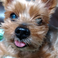 シニアピアノアイコン画像