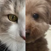 猫のシェダーと保護犬トイプールゥちゃん