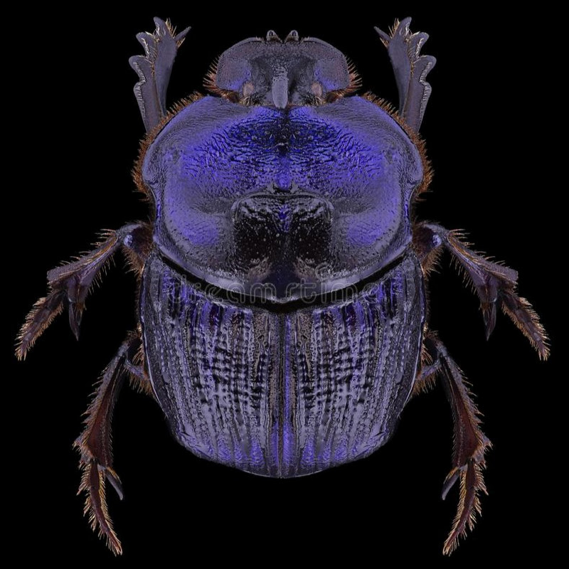 What Is The YouTube Category? Ft (Travel & Events)