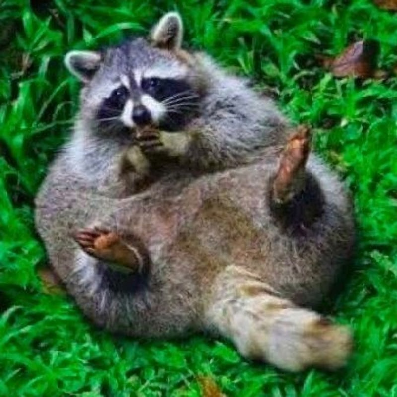 -Raccoon Merchant