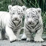 Baby White Tiger