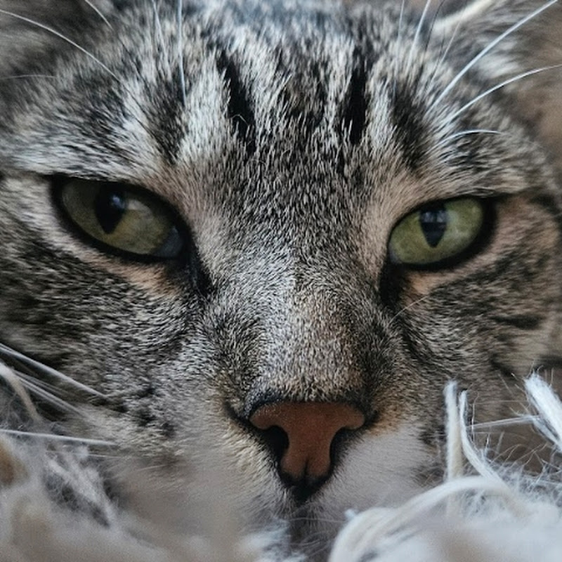 Strïjder