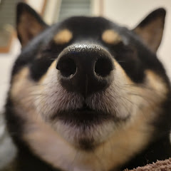 ねやじんです。