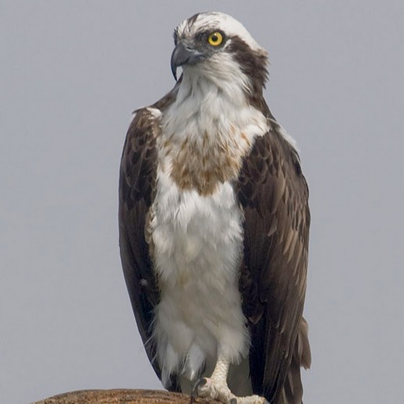 Moorings Park Osprey logo