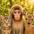 khlMCnwhWZI-channel-avatar-Japan Animal Sanpo