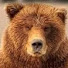eylZ37S31fw-channel-avatar-DontPokeTheBear 