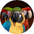 ZFCzqMeJlXA-channel-avatar-Shelby The Macaw