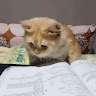 Автор