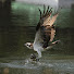 juB8v1KlO_o-channel-avatar-晴れた日は探鳥  (4K)　Birding on fine days (4K)