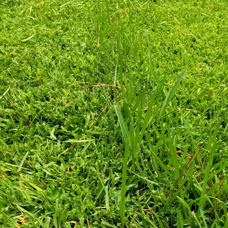 Cyber Landscaping