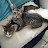 @Geraldinekittenscats48