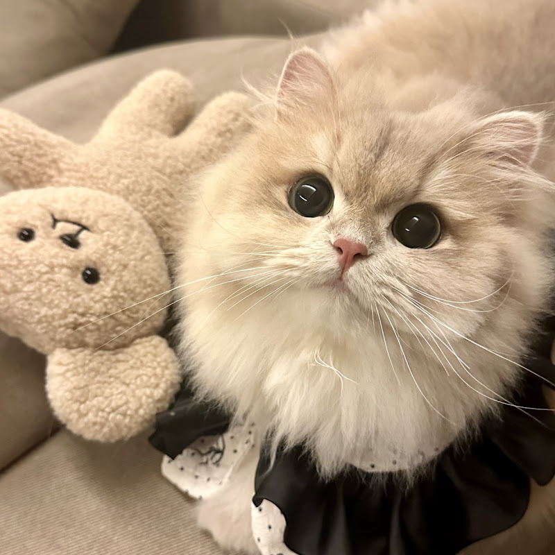 Cat Kingdom’s Cutie