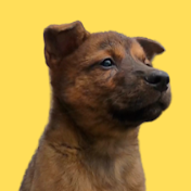 猟犬たちと九州の猟師【イノシシハンター】
