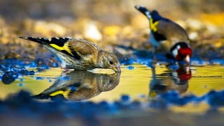 Заставка Ютуб-канала «Виктор Воронин Певчие птицы birds Plus»