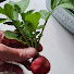 lJZjYF0gJJY-channel-avatar-Cook What You Grow