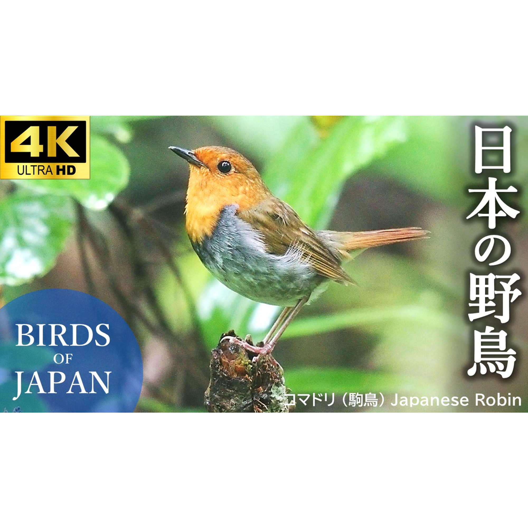 Post from 解説！鳥の鳴き声図鑑