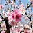 @shim_pl
