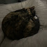 FeQrTSD_sLE-channel-avatar-MochiTheSilentOne