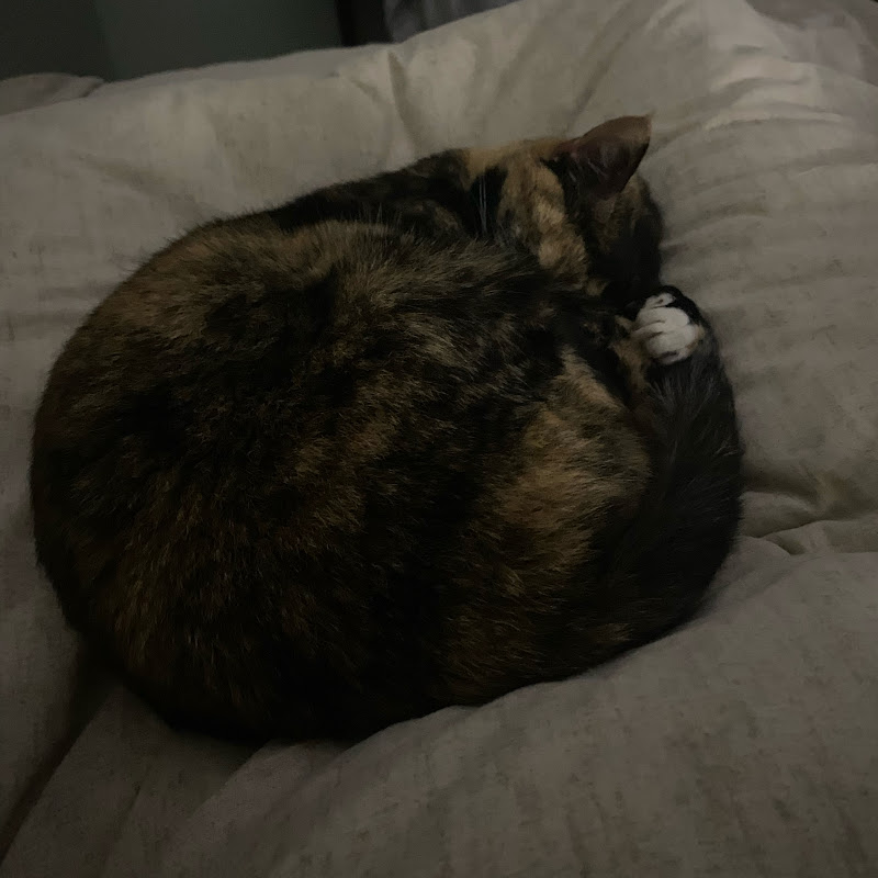 MochiTheSilentOne