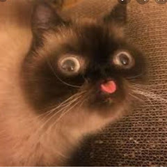 Mystic Lynx