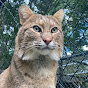 Rustic Acres Wildcat Rescue (RAWR Sanctuary) logo