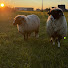 FWUkxJVZz2A-channel-avatar-MiniFerma de animale 