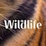 jp_xJpfL76c-channel-avatar-SET Wildlife