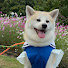 ksB2QOFnJaM-channel-avatar-秋田犬_こっちゃんねる