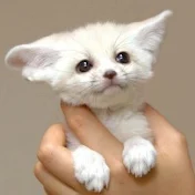 動物好きの為の動画