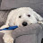 @myoldenglishsheepdog9933