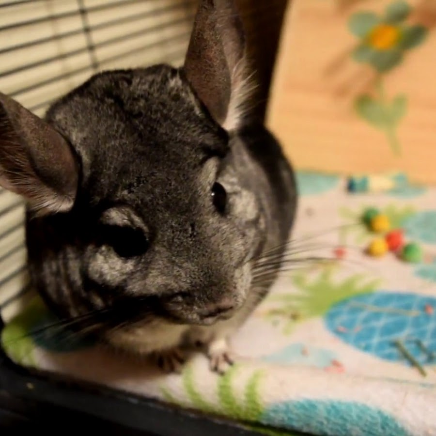 Chinchilla Topic YouTube