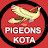 Pigeons Kota